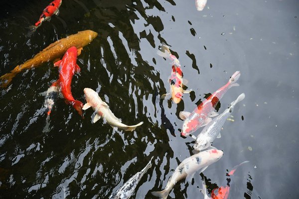 Quelles sont les étapes clés pour organiser son dressing selon les principes du Feng Shui?